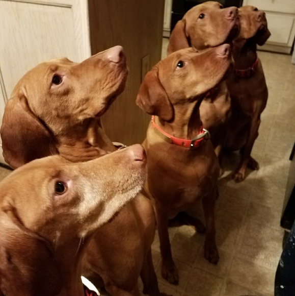 Meet your Posher, Michelle O'Reilly - Picture 9 of 9